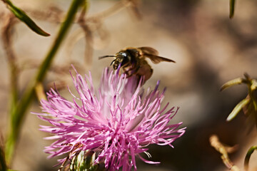 Bee on pink flower eating pollen