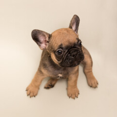 French Bulldog puppy. Cute little puppy.