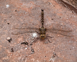 Large dragonfly on the ground before flying