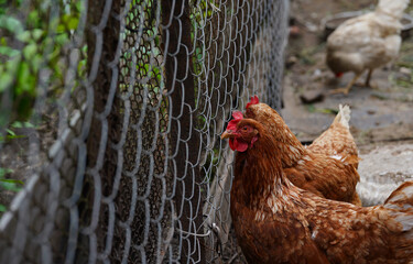 Close up of chicken walking near fence in paddock outdoor.