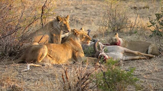 lions on fresh kudu kill