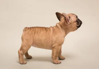 Poster French Bulldog puppy. Cute little puppy. © Hanna Aibetova