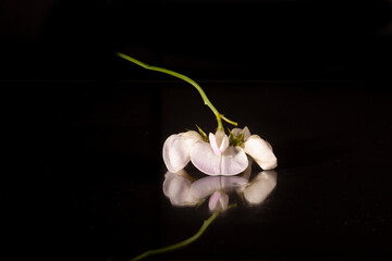 wild flowers on black background