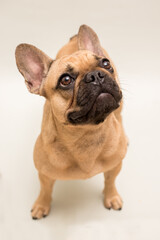 Adorable young French Bulldog. Close up portrait of a dog
