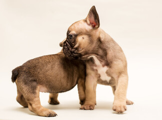 French Bulldog puppy. Cute little puppy.