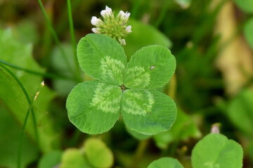 Four-leafed clover growing in the yard.