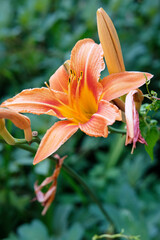 Amazing Orange Lily flowers on deep green leaves on background. Seasonal Gardening. Floral image. Beautiful Wallpaper or screensaver photography. Selective focus.