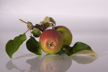 fresh young apple from garden