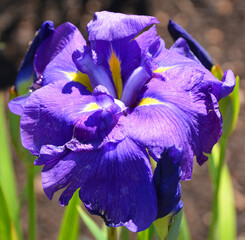 Daylily is a flowering plant in the genus Hemerocallis  have long bred daylily species for their...
