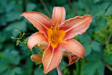 Amazing Orange Lily flowers on deep green leaves on background. Seasonal Gardening. Floral image. Beautiful Wallpaper or screensaver photography. Selective focus.