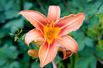 Amazing Orange Lily flowers on deep green leaves on background. Seasonal Gardening. Floral image. Beautiful Wallpaper or screensaver photography. Selective focus.