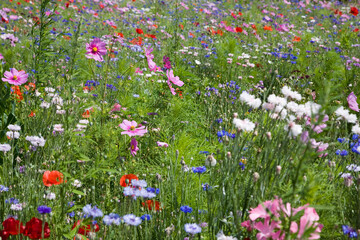 Wildflowers in meadow