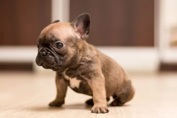 Fotobehang One-month-old French Bulldog puppy. Cute little puppy. © Hanna Aibetova
