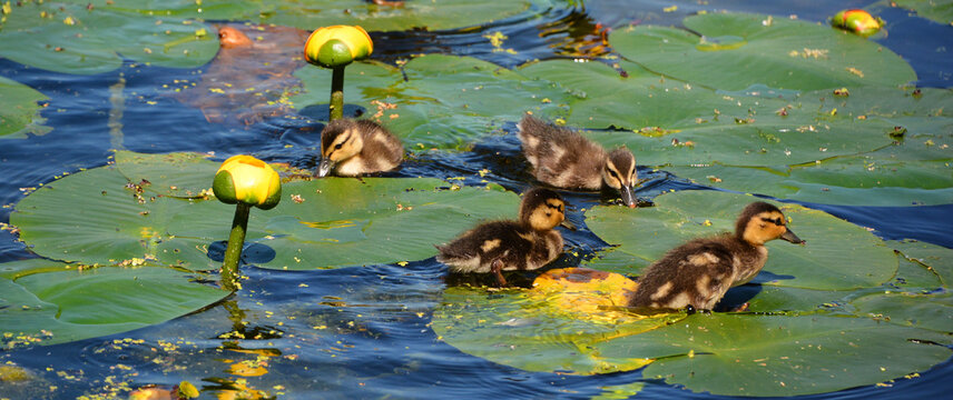 Walking on water lilies leaves babies mallard or wild duck (Anas platyrhynchos) is a dabbling duck which breeds 