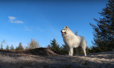 samoyed dog standing in the forest