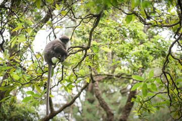 petit singe dans des arbres aux fleurs roses dans les montagnes du Sri Lanka