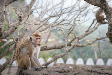 Obraz premium petit singe devant un temple de montagne avec du vent au Sri Lanka