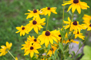 Yellow garden flowers of rudbeckia. Flowers of Rudbeckia fulgida, the orange coneflower or perennial coneflower. Rudbeckia hirta Maya.