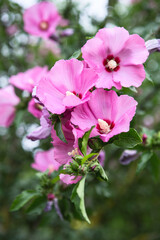 Flowering Pink Hibiscus Tree. Bright pink flower of hibiscus