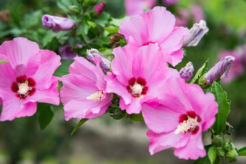 Obraz premium Flowering Pink Hibiscus Tree. Bright pink flower of hibiscus