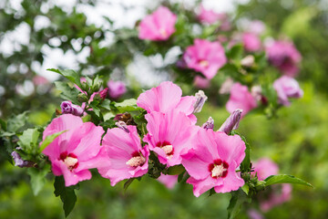 Flowering Pink Hibiscus Tree. Bright pink flower of hibiscus