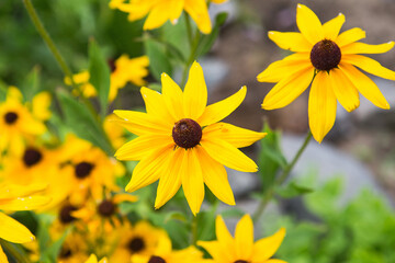 Yellow flowers of Rudbeckia. Flowers of Rudbeckia fulgida, the orange coneflower or perennial coneflower. Rudbeckia hirta Maya.