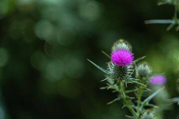 Purple thistle flower and leaves with thorns and green blurred background with a nice bokeh. Close up image with a large copy space. United Kingdom, Staffordshire.