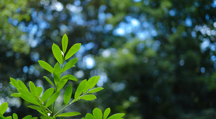Green leaves on the blurred background with nice round bokeh and large copy space.  Natural background.