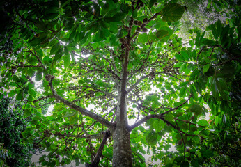 Obraz premium Common sapote tree with many fruits