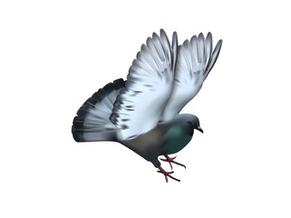 Dove vector image isolated on white background. Vector Illustration