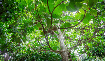 Common sapote tree with many fruits