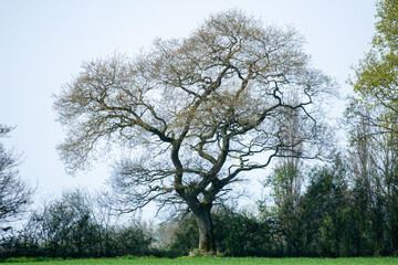 English oaks (Quercus robur) in spring