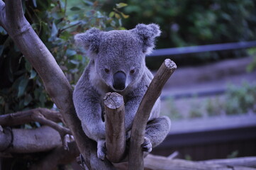 Koala bear on a tree