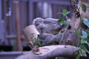 Koala bear on a tree eating