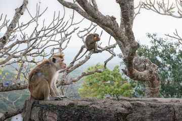 petit singe devant un temple de montagne avec du vent au Sri Lanka