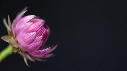 Obraz na płótnie Canvas artistic pink flower on black background 