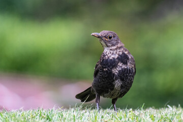 Common Bkackbird at the Botanic  Garden of Madrid
