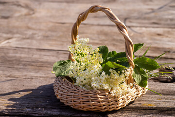 Fototapeta na wymiar elder, black elderberry blossoming In wicker basket at collection point of medicinal herbs. plant used in medicine and homeopathy.