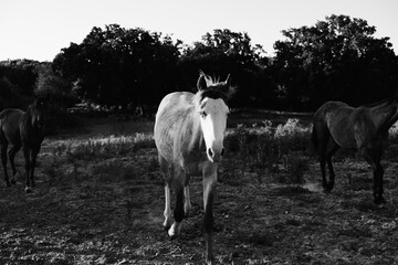 Close up of young yearling horse in black and white from farm pasture.