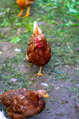 Close up of chicken walking in paddock outdoor.