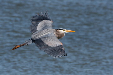 great blue heron in flight over the water