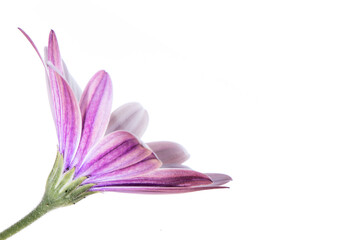side view of purple gerber daisy flower isolated on white background with copy space. Mothers Day and Valentines Day