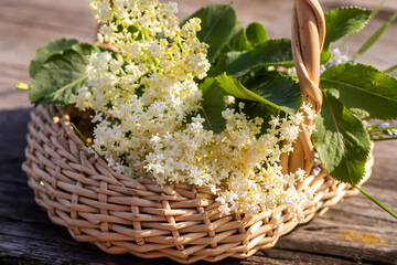 Sambucus, elder, elderberry black In wicker basket at collection point of medicinal herbs. plant used in medicine and homeopathy.