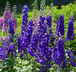 Delphinium is a genus of about 300 species of perennial flowering plants in the family...