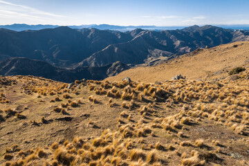 tussock growing on slopes above Awatere Valley, Marlborough, South Island, New Zealand