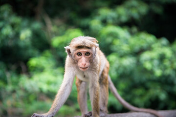 portrait d'un petit singe dans un temple du Sri Lanka