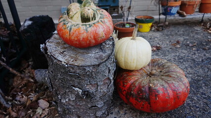 Fall Pumpkins