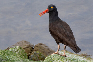 Black Oyster catcher on rocks