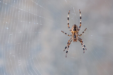 
big spider sits on a web background