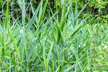 Tall, green grass on the lawn in the city Park